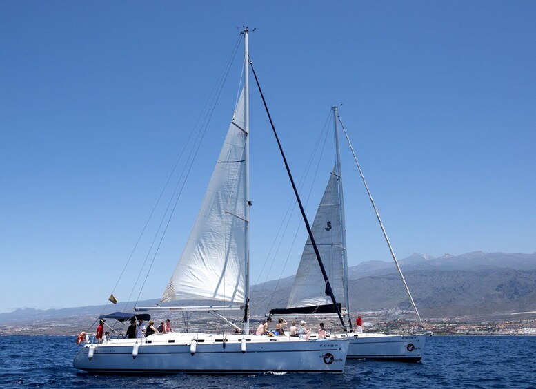 Picture 9 for Activity Tenerife: Whale and Dolphin Watching Tour by Sailboat