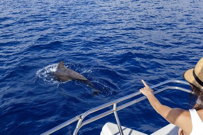 Tenerife: tour de avistamiento de ballenas y delfines en velero