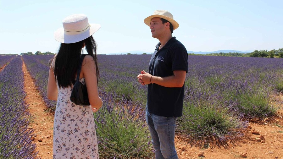 From Marseille: Valensole Lavender Full-Day tour