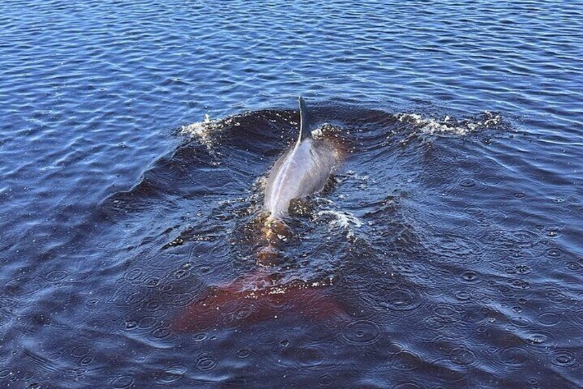 Dolphin & Manatee Discovery Cruise