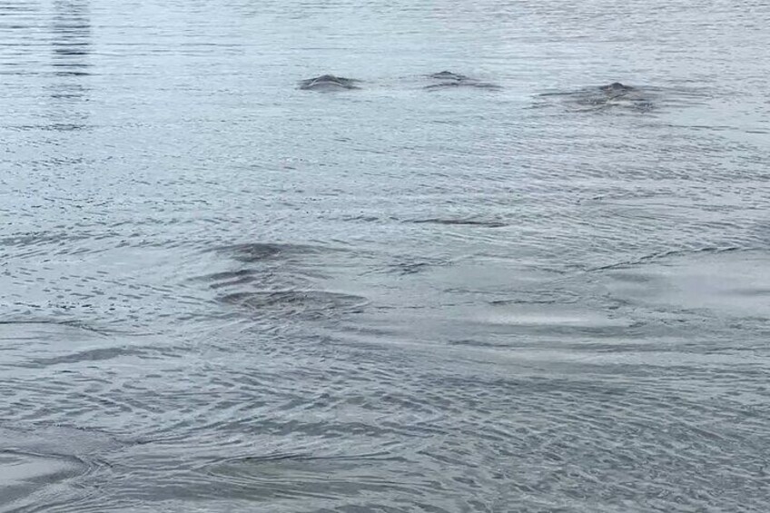 4 Manatees coming up for a gulp of air