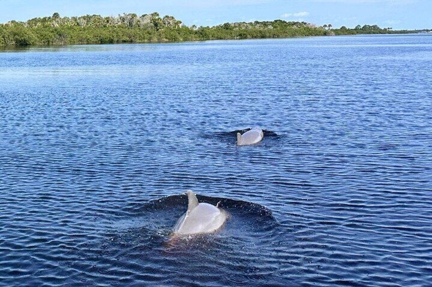 Dolphin & Manatee Discovery Cruise