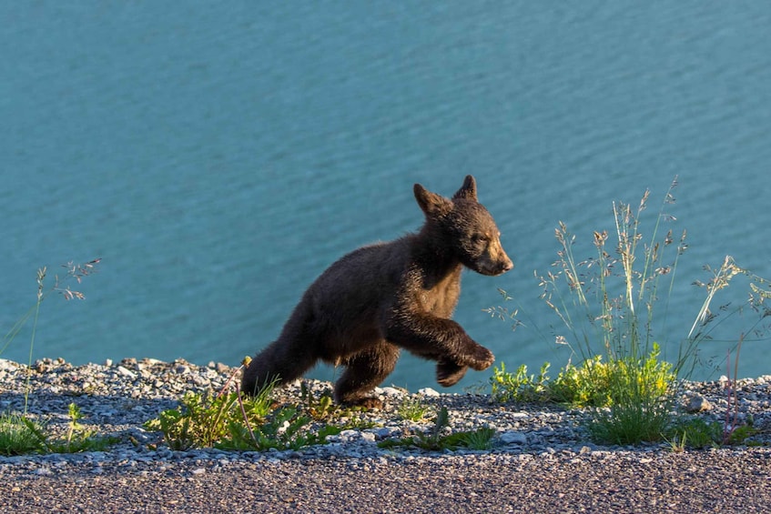 Picture 1 for Activity Jasper National Park: Evening or Morning Wildlife Watch Tour