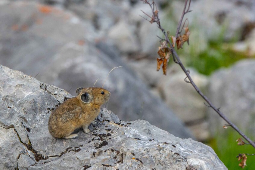 Picture 11 for Activity Jasper National Park: Evening or Morning Wildlife Watch Tour