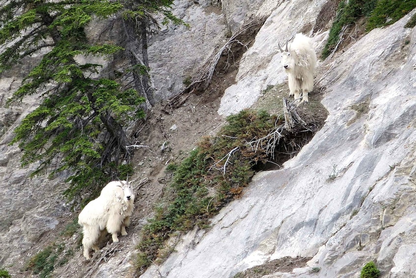 Picture 9 for Activity Jasper National Park: Evening or Morning Wildlife Watch Tour