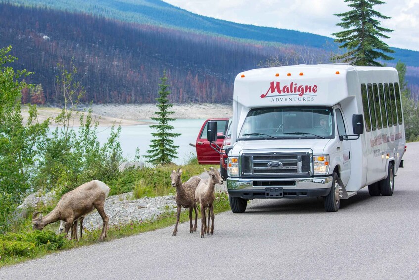 Picture 10 for Activity Jasper National Park: Evening or Morning Wildlife Watch Tour