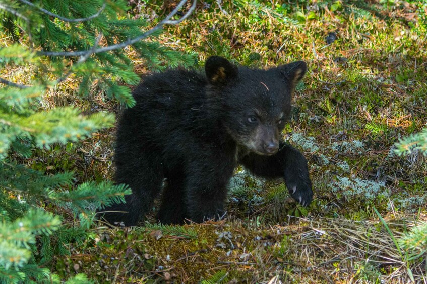 Picture 3 for Activity Jasper National Park: Evening or Morning Wildlife Watch Tour