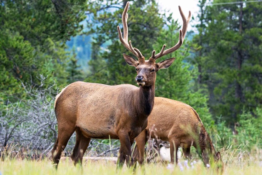 Picture 4 for Activity Jasper National Park: Evening or Morning Wildlife Watch Tour