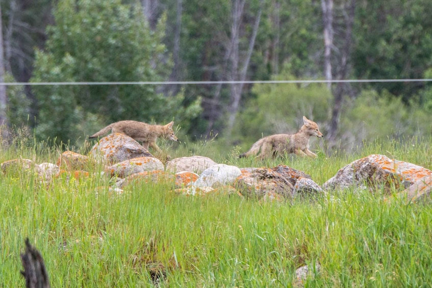 Picture 14 for Activity Jasper National Park: Evening or Morning Wildlife Watch Tour