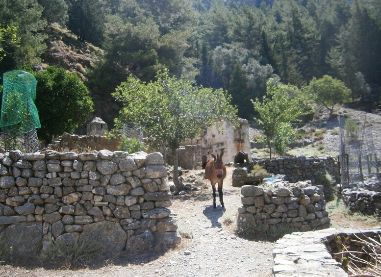 Picture 2 for Activity From Georgioupolis: Roundtrip Transfer to Samaria Gorge