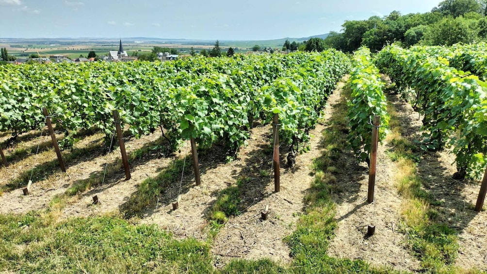 Picture 8 for Activity Reims/Epernay: Private Veuve Clicquot Champagne Tasting Tour