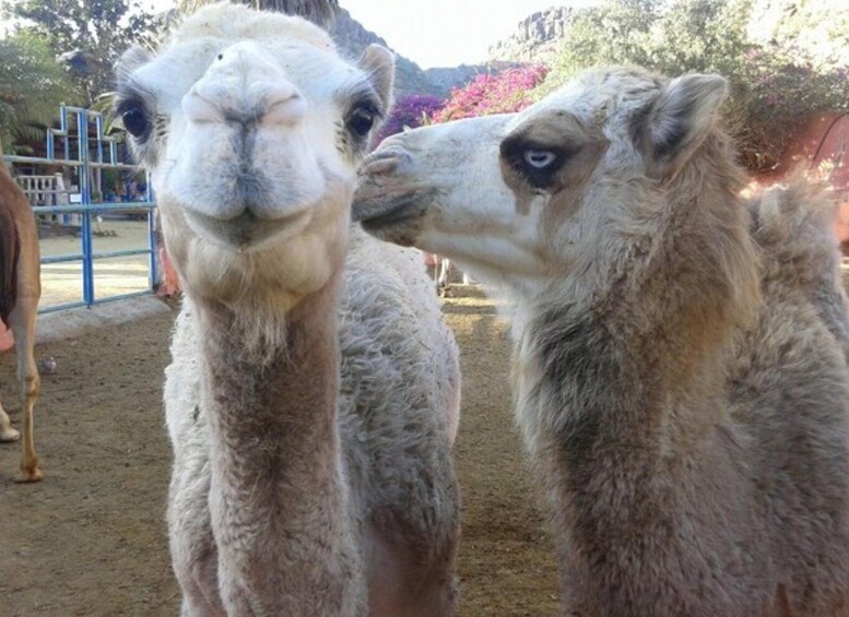 Picture 1 for Activity Maspalomas: Guided Camel Ride in the Maspalomas Sand Dunes