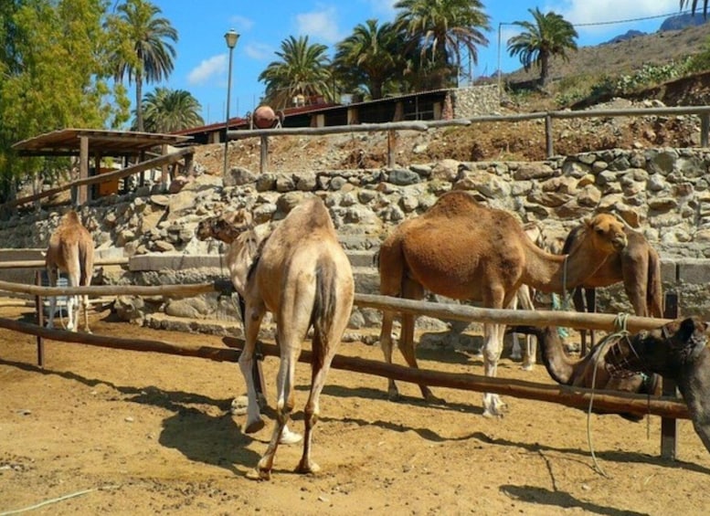 Picture 4 for Activity Gran Canaria: Camel Ride in the Dunes of Maspalomas