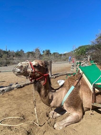 Picture 4 for Activity Maspalomas: Guided Camel Ride in the Maspalomas Sand Dunes