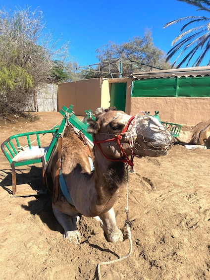 Picture 1 for Activity Maspalomas: Guided Camel Ride in the Maspalomas Sand Dunes