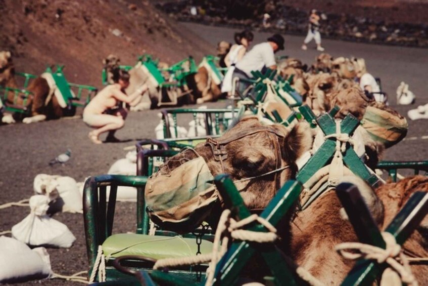 Picture 3 for Activity Maspalomas: Guided Camel Ride in the Maspalomas Sand Dunes