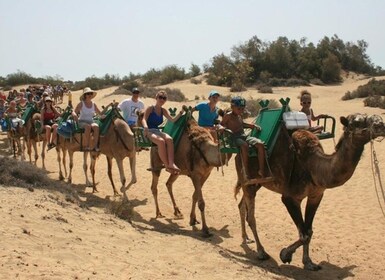 Maspalomas: Kameeltocht met gids in de zandduinen van Maspalomas