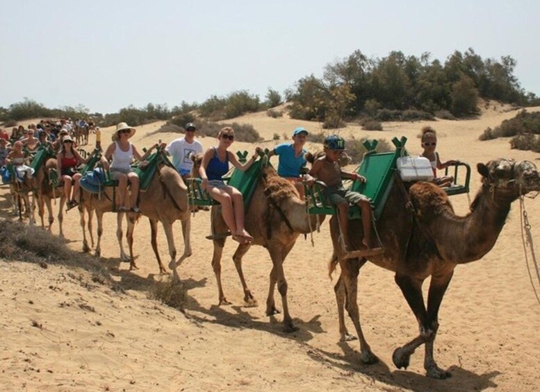 Maspalomas: Guided Camel Ride in the Maspalomas Sand Dunes