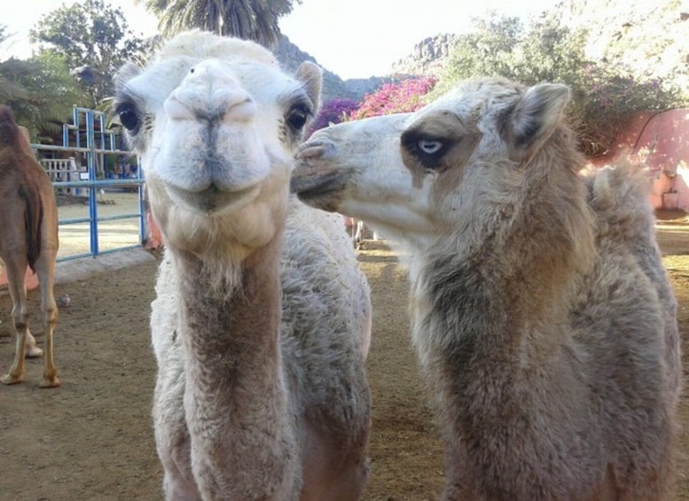 Picture 1 for Activity Maspalomas: Guided Camel Ride in the Maspalomas Sand Dunes