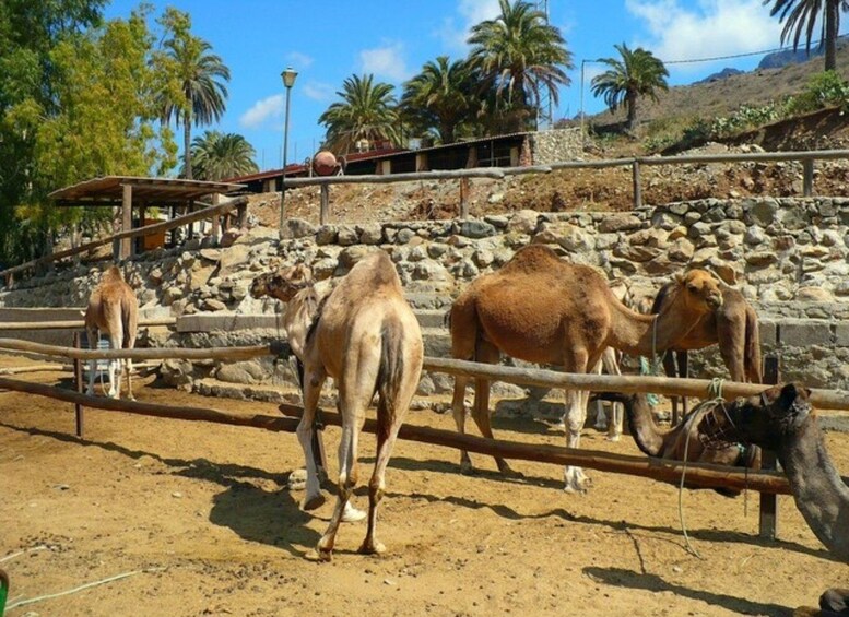 Picture 4 for Activity Maspalomas: Guided Camel Ride in the Maspalomas Sand Dunes