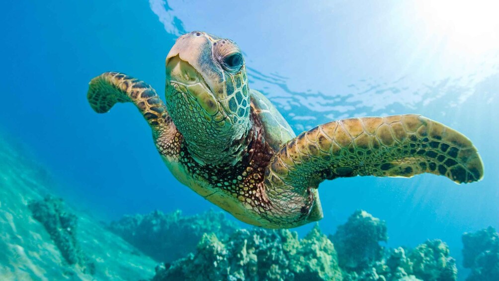 Picture 4 for Activity Honolulu: Glass Bottom Boat Tour along Oahu's South Shore