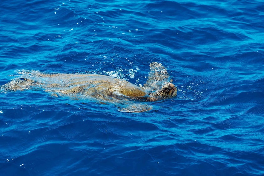 Picture 5 for Activity Honolulu: Glass Bottom Boat Tour along Oahu's South Shore