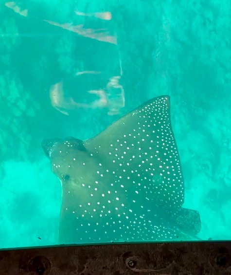 Picture 3 for Activity Honolulu: Glass Bottom Boat Tour along Oahu's South Shore