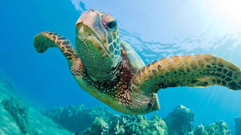 Picture 4 for Activity Honolulu: Glass Bottom Boat Tour along Oahu's South Shore