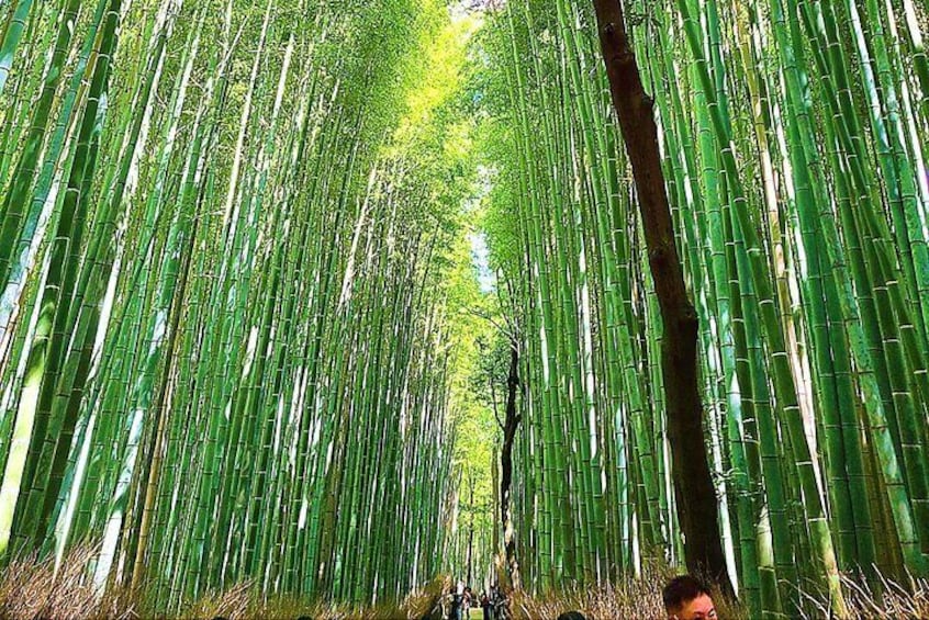 Kyoto City Adventure! Explore All Twelve Attractive Landmarks!