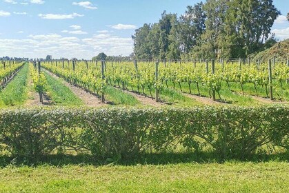 Private Tour of Different Wineries in Montevideo