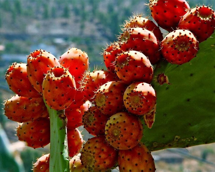 Picture 2 for Activity Gran Canaria: 6-Hour Teror and San Mateo Markets Tour