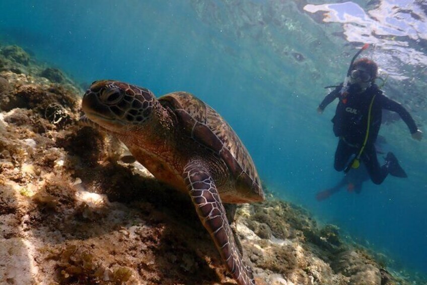 2 Hours Private Island Scuba Diving Experience in Mactan Cebu