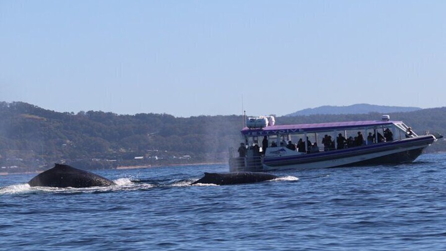 Our purpose-build Whale Watching boat "MegaWild" with a few humpback whales!