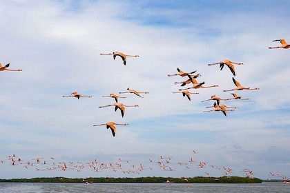 Boat tour in Río Lagartos Natural Reserve, with Food