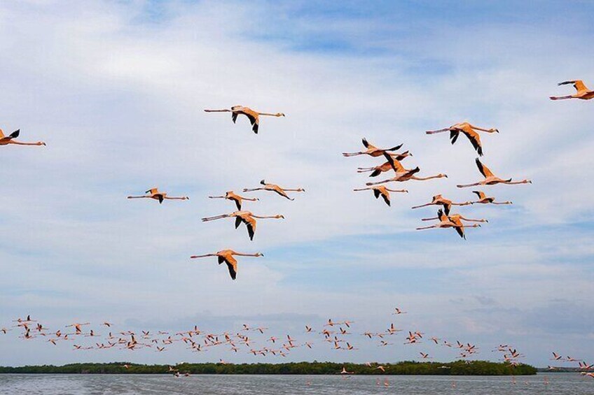 Boat tour through Río Lagartos Natural Reserve