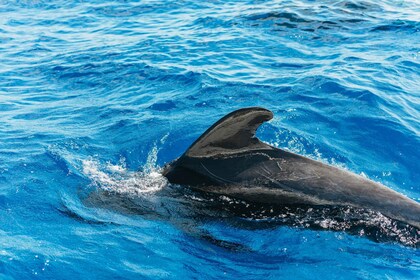 Teneriffa: Valaan- ja delfiininbongaus juomineen ja välipaloineen.