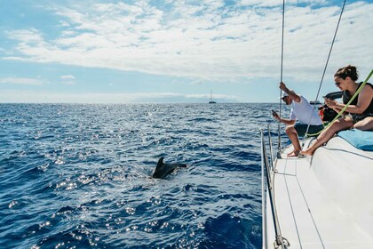 Teneriffa: Wal- und Delfinbeobachtung mit Getränken und Snacks