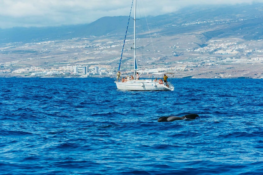 Picture 4 for Activity Tenerife: Whale & Dolphin Watching with Drinks and Snacks