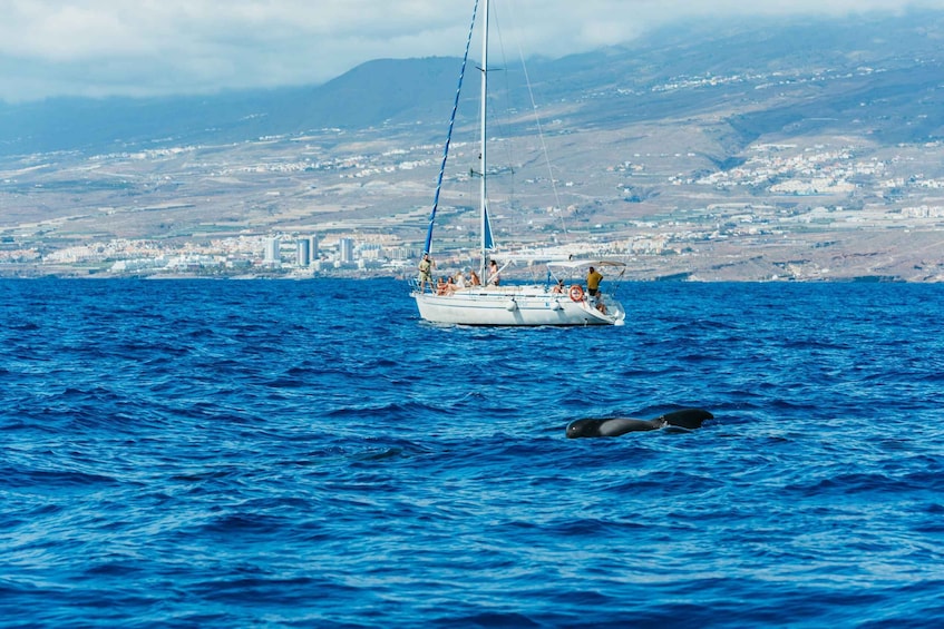 Picture 4 for Activity Tenerife: Whale & Dolphin Watching with Drinks and Snacks