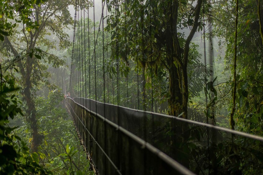 Picture 14 for Activity Arenal Hanging Bridges Half-Day Tour from La Fortuna