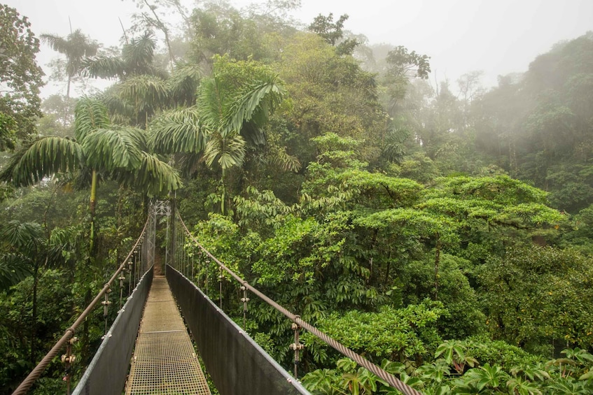 Picture 20 for Activity Arenal Hanging Bridges Half-Day Tour from La Fortuna