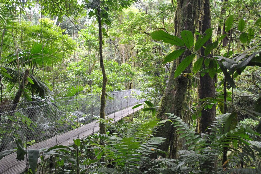 Picture 9 for Activity Arenal Hanging Bridges Half-Day Tour from La Fortuna