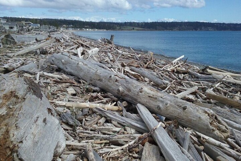 Guided Island Trail and Beach Day