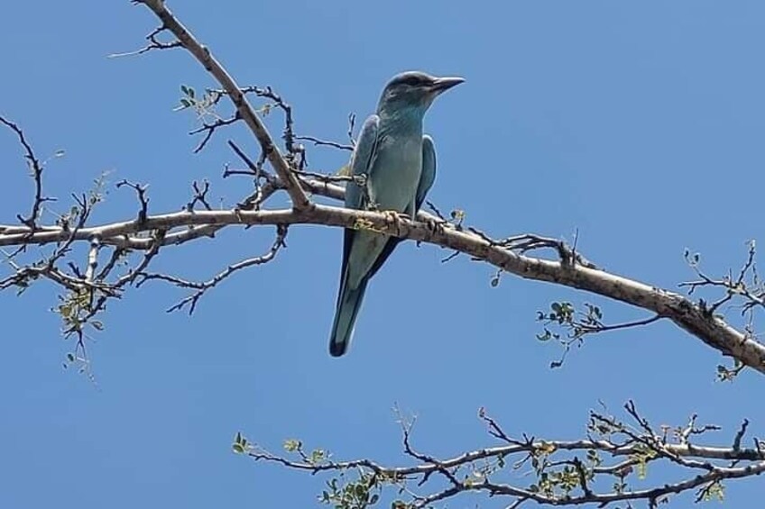 Game Drive Experience in Kruger National Park