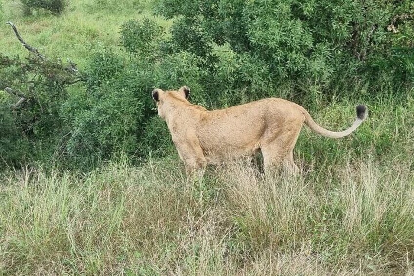 Game Drive Experience in Kruger National Park