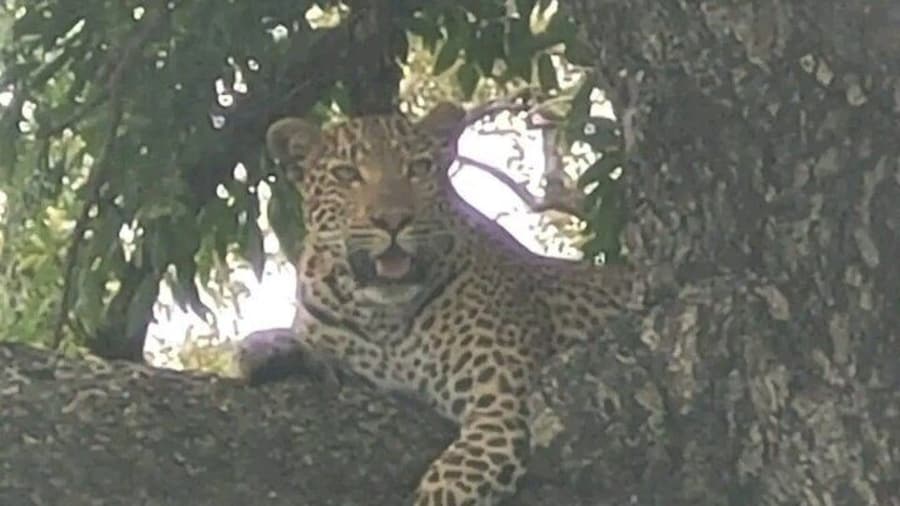 Game Drive Experience in Kruger National Park