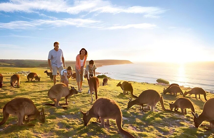 Great Ocean Road and Wildlife Day Tour