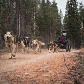 Husky-safari og guidet tur. Efterår