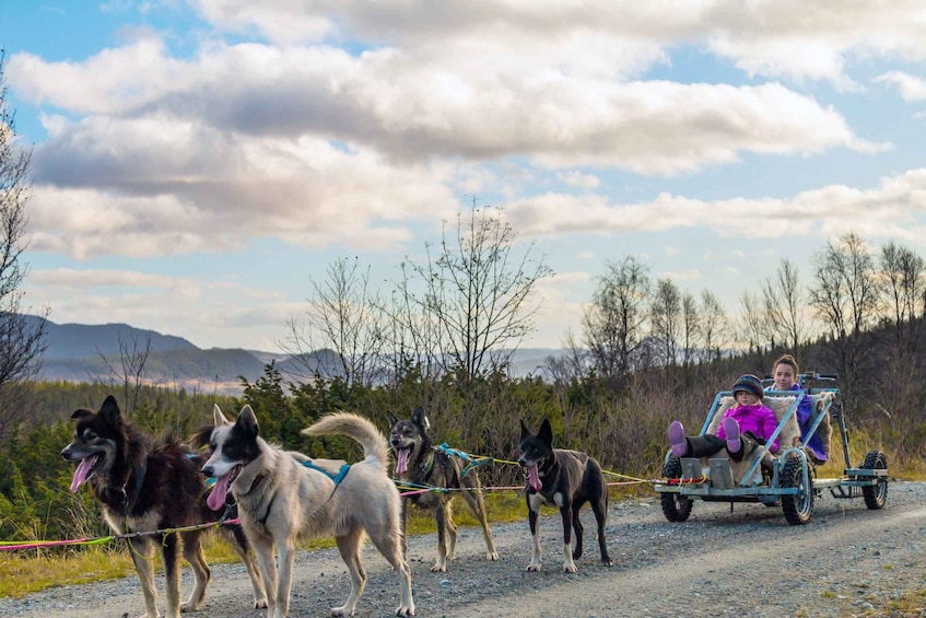 Picture 3 for Activity Husky safari and guided tour. Autumn