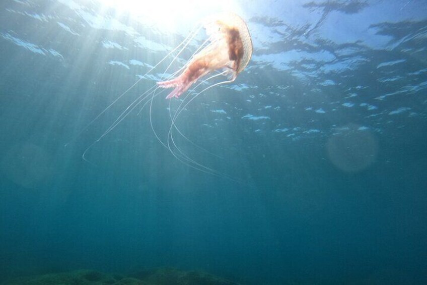 Chania Scuba Diving for Beginners